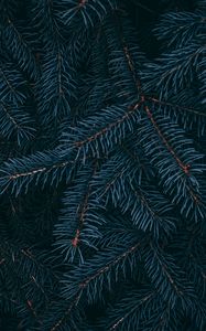 Preview wallpaper branch, pine, needles, plant, macro