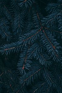 Preview wallpaper branch, pine, needles, plant, macro