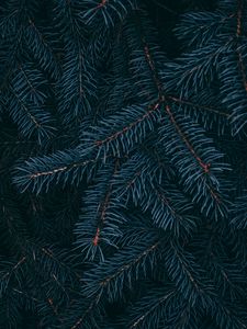 Preview wallpaper branch, pine, needles, plant, macro