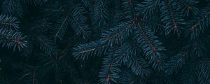 Preview wallpaper branch, pine, needles, plant, macro