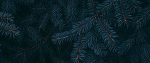 Preview wallpaper branch, pine, needles, plant, macro