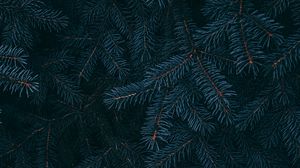 Preview wallpaper branch, pine, needles, plant, macro