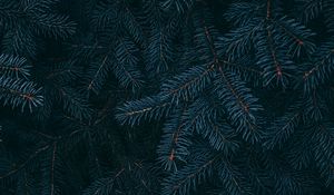 Preview wallpaper branch, pine, needles, plant, macro