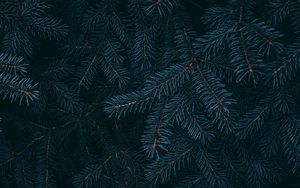 Preview wallpaper branch, pine, needles, plant, macro