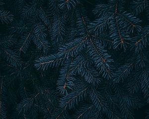 Preview wallpaper branch, pine, needles, plant, macro