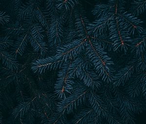 Preview wallpaper branch, pine, needles, plant, macro