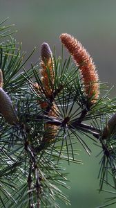 Preview wallpaper branch, pine, needles, coniferous, cones