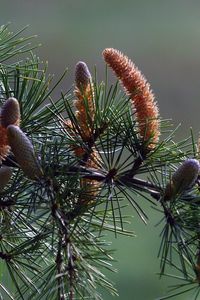 Preview wallpaper branch, pine, needles, coniferous, cones