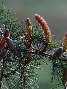 Preview wallpaper branch, pine, needles, coniferous, cones