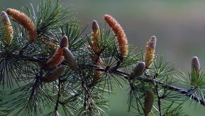 Preview wallpaper branch, pine, needles, coniferous, cones