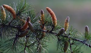 Preview wallpaper branch, pine, needles, coniferous, cones