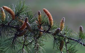 Preview wallpaper branch, pine, needles, coniferous, cones