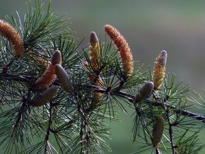 Preview wallpaper branch, pine, needles, coniferous, cones