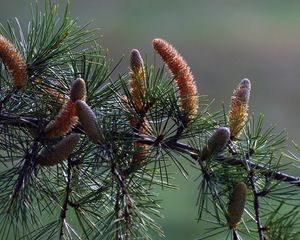 Preview wallpaper branch, pine, needles, coniferous, cones