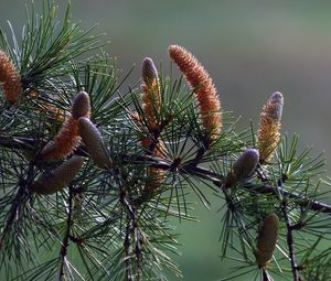 Preview wallpaper branch, pine, needles, coniferous, cones