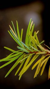 Preview wallpaper branch, pine needles, plant, green, macro