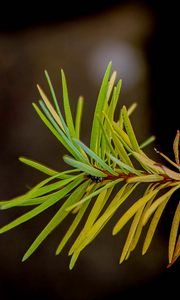 Preview wallpaper branch, pine needles, plant, green, macro