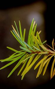 Preview wallpaper branch, pine needles, plant, green, macro