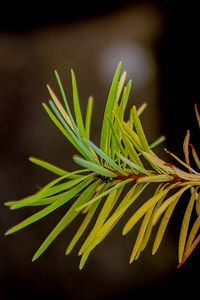 Preview wallpaper branch, pine needles, plant, green, macro