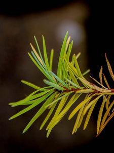 Preview wallpaper branch, pine needles, plant, green, macro