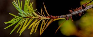 Preview wallpaper branch, pine needles, plant, green, macro