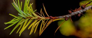 Preview wallpaper branch, pine needles, plant, green, macro