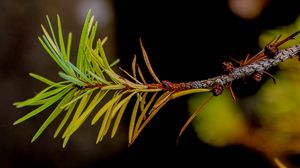 Preview wallpaper branch, pine needles, plant, green, macro