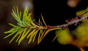 Preview wallpaper branch, pine needles, plant, green, macro