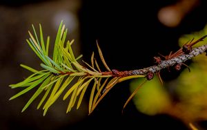 Preview wallpaper branch, pine needles, plant, green, macro