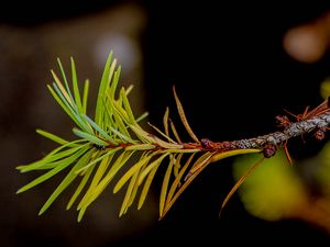 Preview wallpaper branch, pine needles, plant, green, macro