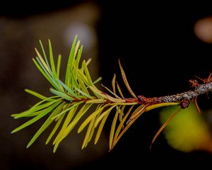 Preview wallpaper branch, pine needles, plant, green, macro