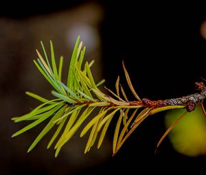 Preview wallpaper branch, pine needles, plant, green, macro