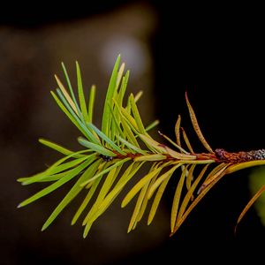 Preview wallpaper branch, pine needles, plant, green, macro