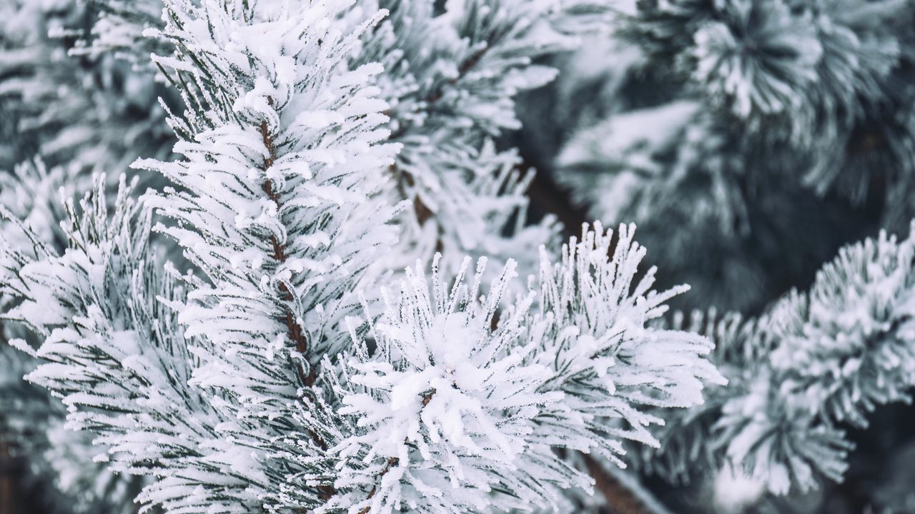 Wallpaper branch, pine, snow, macro, winter