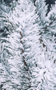 Preview wallpaper branch, pine, snow, macro, winter