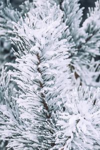Preview wallpaper branch, pine, snow, macro, winter