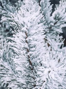 Preview wallpaper branch, pine, snow, macro, winter