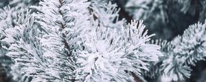 Preview wallpaper branch, pine, snow, macro, winter