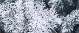 Preview wallpaper branch, pine, snow, macro, winter