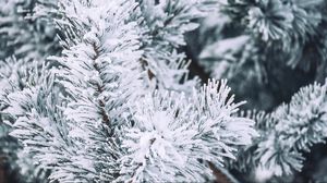 Preview wallpaper branch, pine, snow, macro, winter