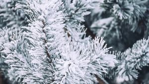 Preview wallpaper branch, pine, snow, macro, winter