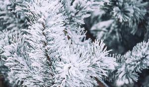 Preview wallpaper branch, pine, snow, macro, winter