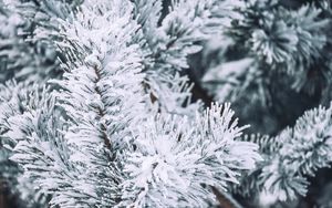 Preview wallpaper branch, pine, snow, macro, winter