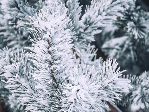 Preview wallpaper branch, pine, snow, macro, winter