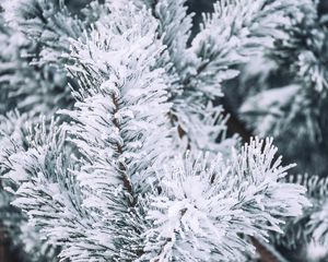 Preview wallpaper branch, pine, snow, macro, winter