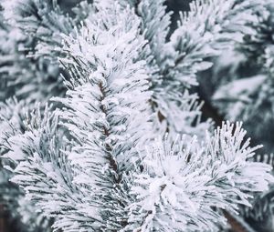 Preview wallpaper branch, pine, snow, macro, winter