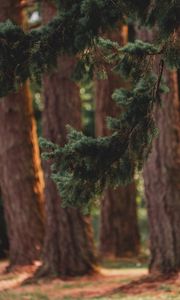 Preview wallpaper branch, pine, trees, forest, coniferous