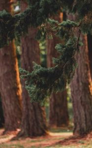 Preview wallpaper branch, pine, trees, forest, coniferous