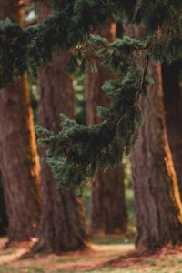 Preview wallpaper branch, pine, trees, forest, coniferous