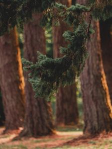 Preview wallpaper branch, pine, trees, forest, coniferous